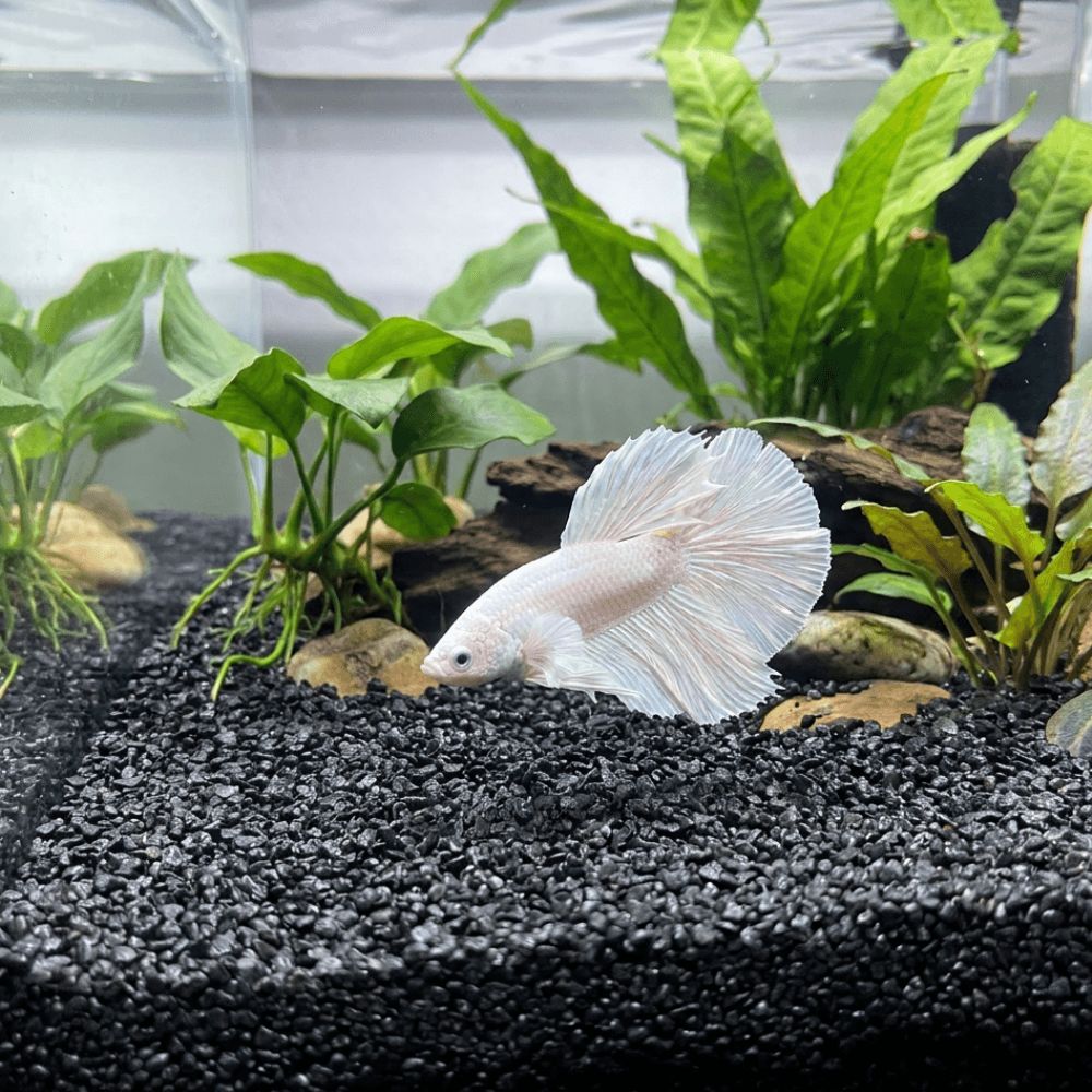 Akvarijní a terarijní štěrk černý 2 kg DECO - náhled 2