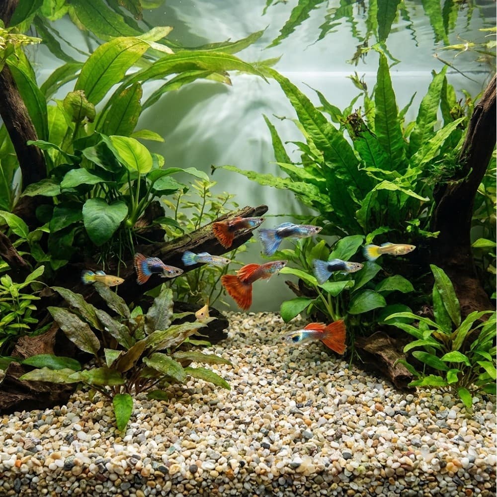 Akvarijní a terarijní štěrk přírodní 5 kg DECO - náhled 3
