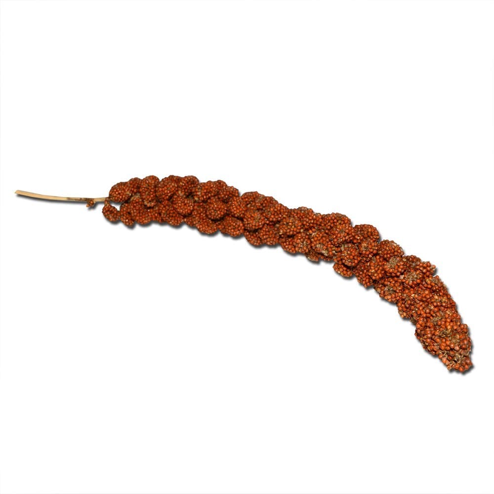 Senegalské proso červené, 200g - náhled 3